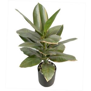 45cm Ficus elastica rubber plant in pot 45cm Ficus elastica rubber plant in pot