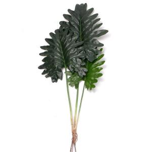 Philodendron selloum plant x 3 Philodendron selloum plant x 3